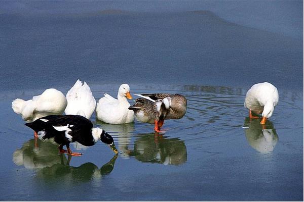 鴨子怎么養 鴨子養殖技術與注意事項