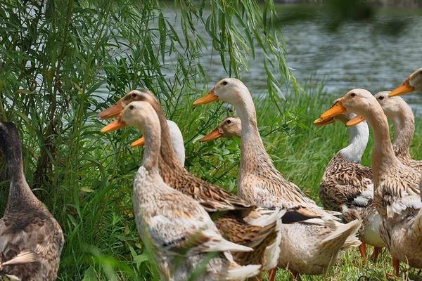 鴨子到底有幾條腿 鴨子為什么不會飛