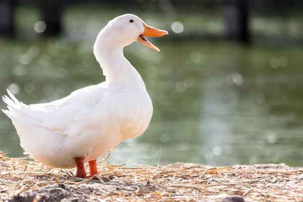 鴨子到底有幾條腿 鴨子為什么不會飛