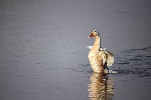鴨子到底有幾條腿 鴨子為什么不會飛