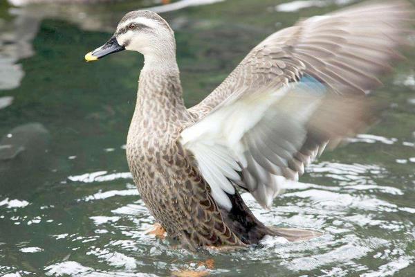 鴨子到底有幾條腿 鴨子為什么不會飛