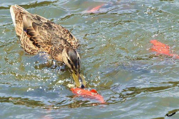 鴨子到底有幾條腿 鴨子為什么不會飛