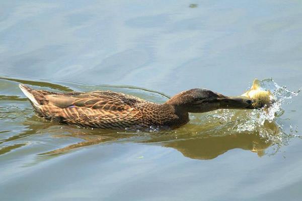 鴨子到底有幾條腿 鴨子為什么不會飛