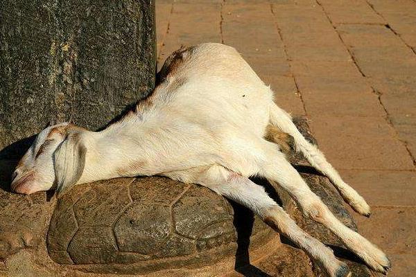 夢見死羊是什么意思 夢到很多白色的羊死了有什么預兆
