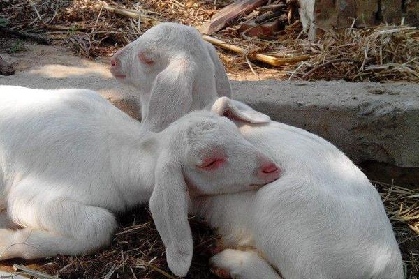 夢見死羊是什么意思 夢到很多白色的羊死了有什么預兆