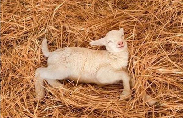 夢見死羊是什么意思 夢到很多白色的羊死了有什么預兆