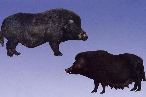 養(yǎng)黑豬選那個品種好 生態(tài)黑豬的養(yǎng)殖的風險是什么