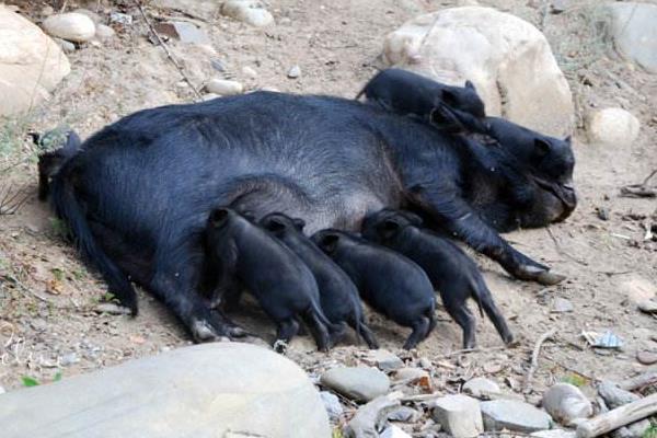 養(yǎng)黑豬選那個品種好 生態(tài)黑豬的養(yǎng)殖的風險是什么