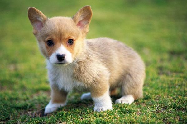 夢見狗咬腳是什么意思 夢到狗咬住自己腳不放有什么預兆