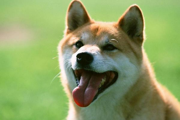 夢見狗咬腳是什么意思 夢到狗咬住自己腳不放有什么預兆