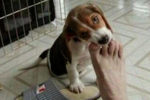 夢見狗咬腳是什么意思 夢到狗咬住自己腳不放有什么預兆