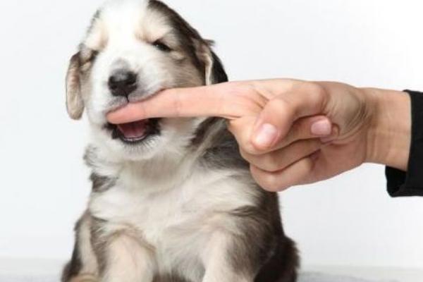 夢見狗咬腳是什么意思 夢到狗咬住自己腳不放有什么預兆