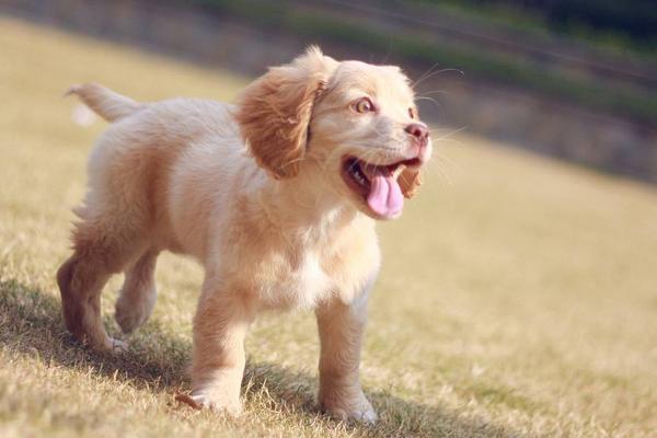 夢見狗咬腳是什么意思 夢到狗咬住自己腳不放有什么預兆