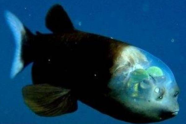 夢見怪魚是什么意思 夢到好多大怪魚有什么預兆