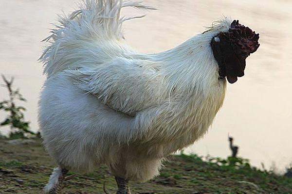 白絨烏骨雞市場(chǎng)價(jià)格多少錢(qián)一斤 白絨烏骨雞簡(jiǎn)介