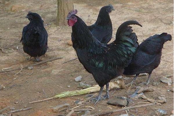 黑羽烏骨雞市場價格多少錢一斤 黑羽烏骨雞簡介