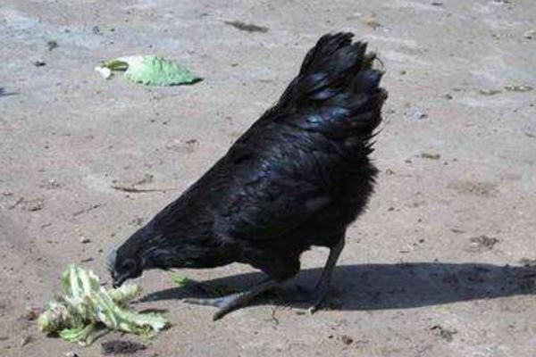 黑羽烏骨雞市場價格多少錢一斤 黑羽烏骨雞簡介