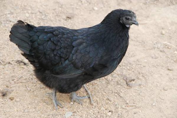 黑羽烏骨雞市場價格多少錢一斤 黑羽烏骨雞簡介