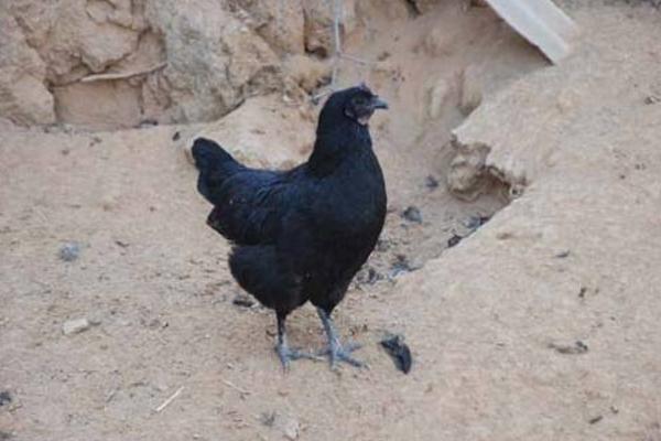 黑羽烏骨雞市場價格多少錢一斤 黑羽烏骨雞簡介