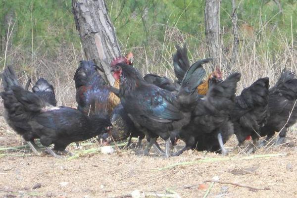 黑羽烏骨雞市場價格多少錢一斤 黑羽烏骨雞簡介