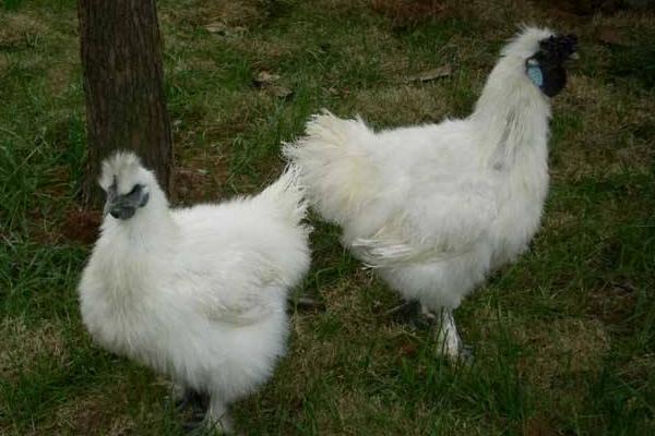 江山白毛烏骨雞市場價格多少錢一斤 江山白毛烏骨雞簡介