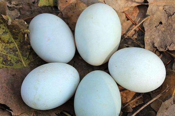 烏骨雞蛋的功效與作用 烏骨雞蛋的營養價值