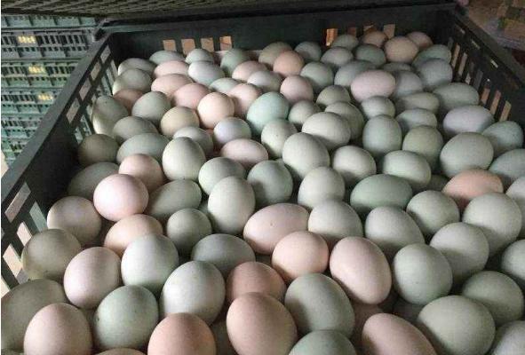 烏骨雞蛋的功效與作用 烏骨雞蛋的營養價值