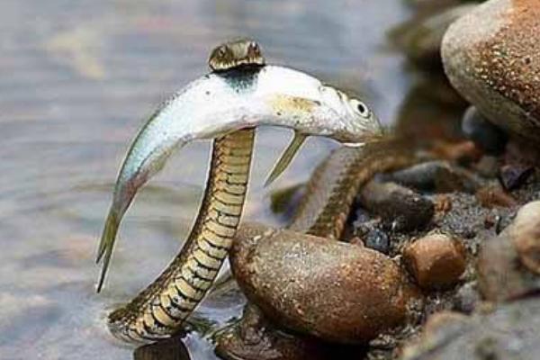 夢見蛇吃魚是什么意思 夢到魚蛇水有什么預兆