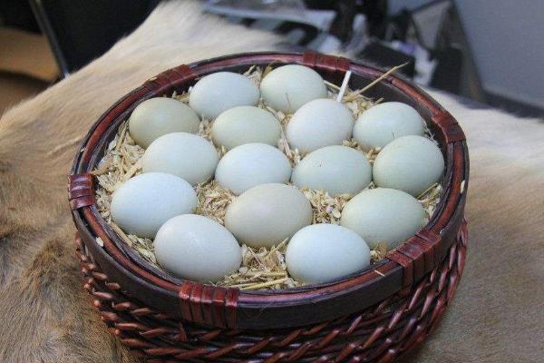 烏骨雞蛋和普通雞蛋有什么差別 烏骨雞蛋有哪些好處