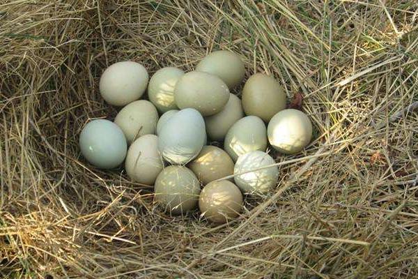 烏骨雞蛋和普通雞蛋有什么差別 烏骨雞蛋有哪些好處