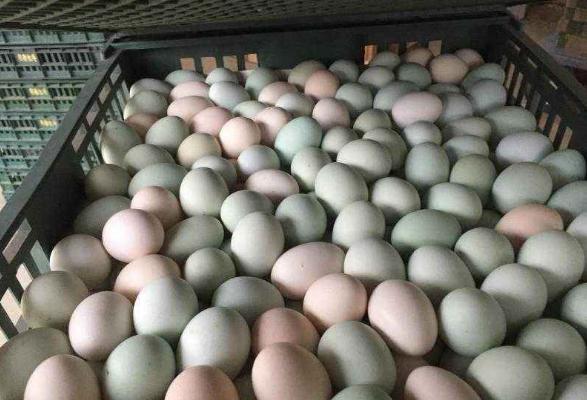 烏骨雞蛋和普通雞蛋有什么差別 烏骨雞蛋有哪些好處