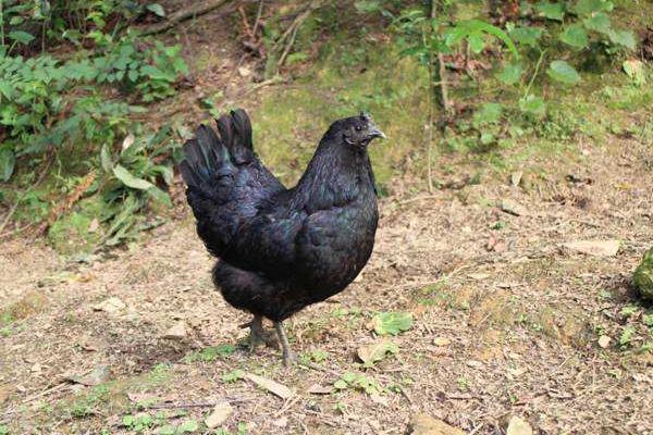 烏骨雞的功效與作用 烏骨雞營(yíng)養(yǎng)價(jià)值