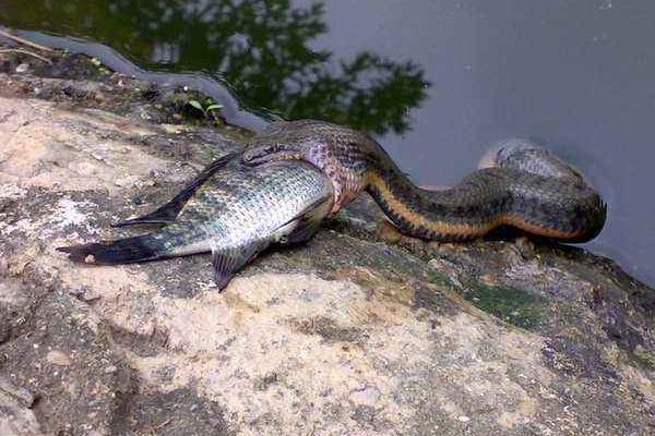 夢見蛇吃魚是什么意思 夢到魚蛇水有什么預兆
