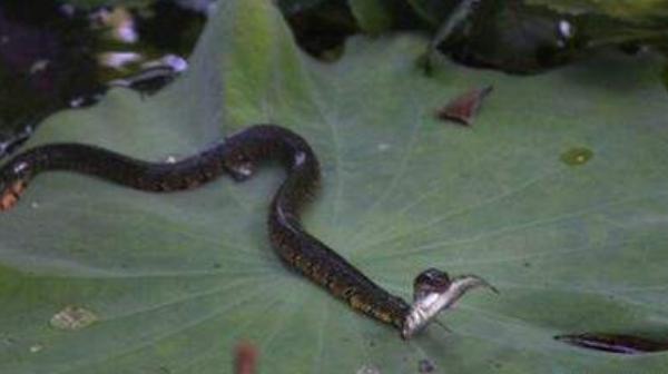 夢見蛇吃魚是什么意思 夢到魚蛇水有什么預兆