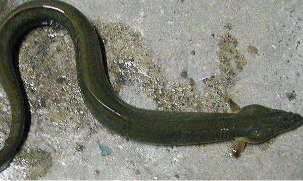 夢見蛇吃魚是什么意思 夢到魚蛇水有什么預兆