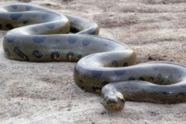 夢見蛇吃魚是什么意思 夢到魚蛇水有什么預兆