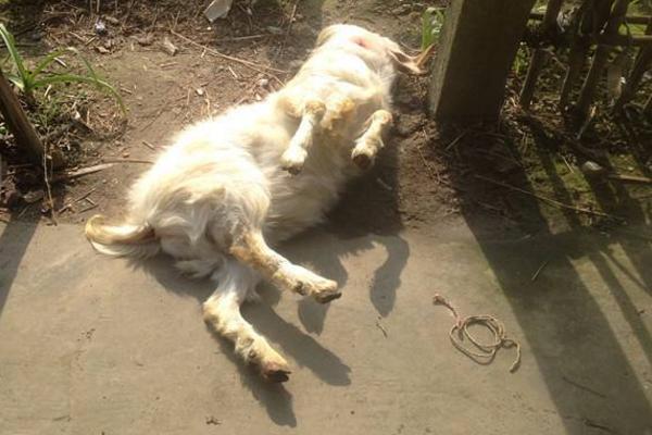 夢見殺羊是什么意思 夢到自己殺羊見血有什么預兆