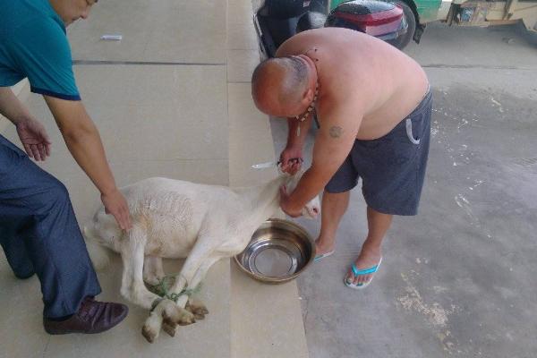 夢見殺羊是什么意思 夢到自己殺羊見血有什么預兆