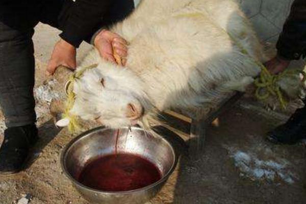 夢見殺羊是什么意思 夢到自己殺羊見血有什么預兆