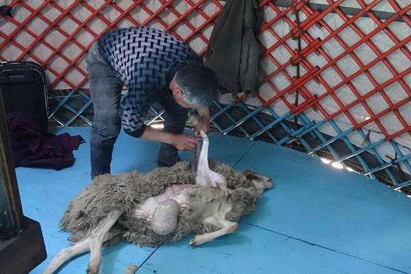 夢見殺羊是什么意思 夢到自己殺羊見血有什么預兆