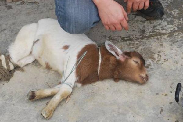 夢見殺羊是什么意思 夢到自己殺羊見血有什么預兆