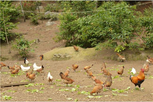散養雞什么品種好 散養雞有哪些品種
