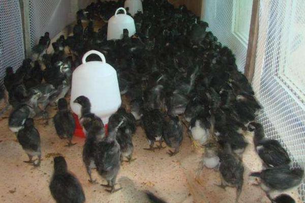 烏骨雞苗市場(chǎng)價(jià)格多少錢(qián)一只 養(yǎng)烏雞賺錢(qián)嗎