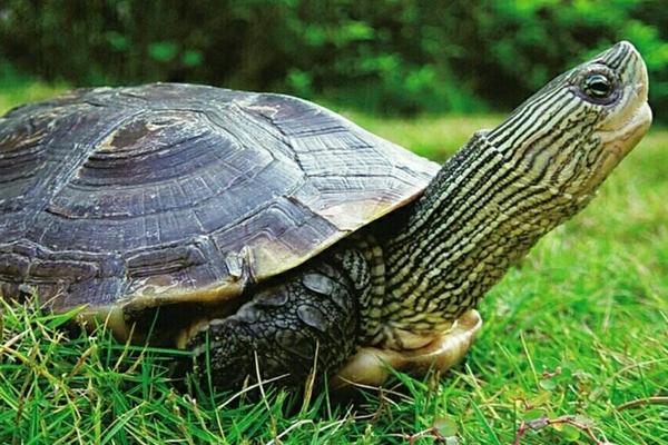 夢見烏龜咬人是什么意思 女人夢到被烏龜追著咬有什么預兆