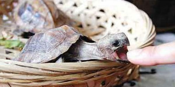 夢(mèng)見烏龜咬人是什么意思 女人夢(mèng)到被烏龜追著咬有什么預(yù)兆