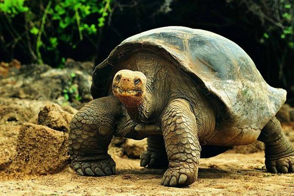 夢(mèng)見烏龜咬人是什么意思 女人夢(mèng)到被烏龜追著咬有什么預(yù)兆