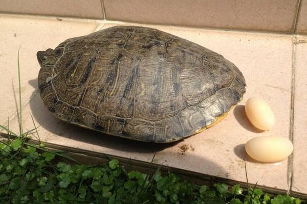 夢(mèng)見烏龜咬人是什么意思 女人夢(mèng)到被烏龜追著咬有什么預(yù)兆