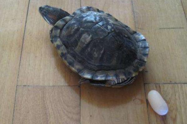 夢(mèng)見烏龜咬人是什么意思 女人夢(mèng)到被烏龜追著咬有什么預(yù)兆