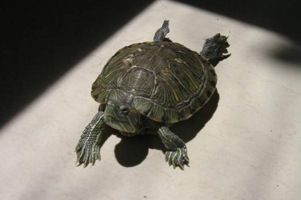 夢(mèng)見烏龜咬人是什么意思 女人夢(mèng)到被烏龜追著咬有什么預(yù)兆