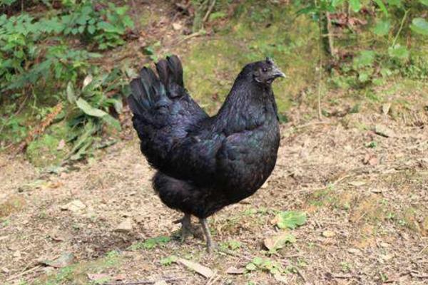 烏骨雞市場價格多少錢一斤 烏骨雞的介紹